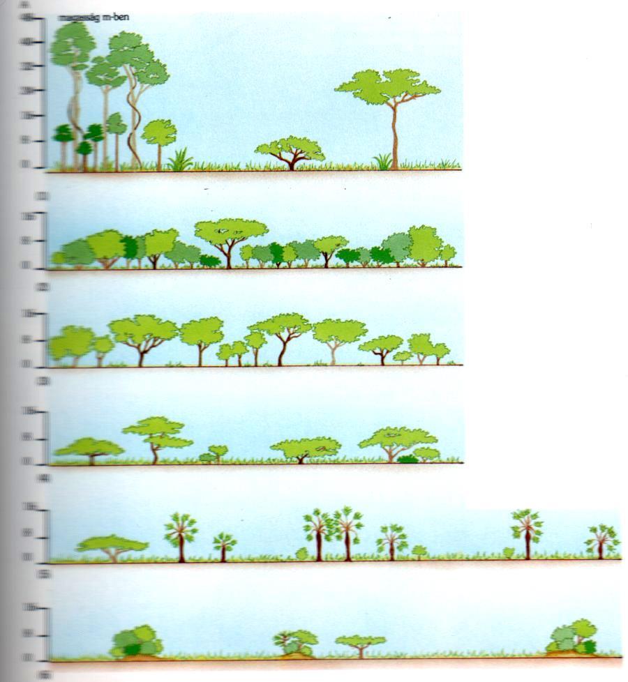 A szavanna típusai 1. szárazerdő 2. erdős szavanna 3. világos erdő 4.