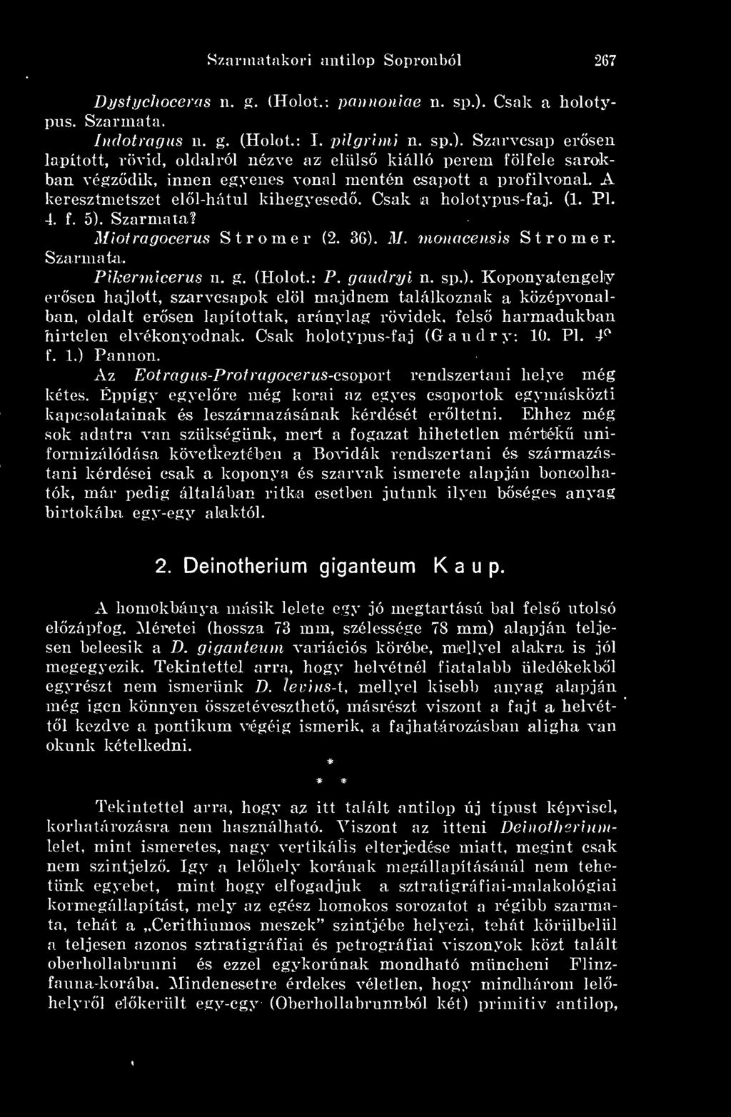 Szarvcsap ersen lapított, rövid, oldalról nézve az elüls kiálló perem fölfele sarokban végzdik, innen egyenes vonal mentén csapott a profilvonal. A keresztmetszet ell-hátul kihegyesed.