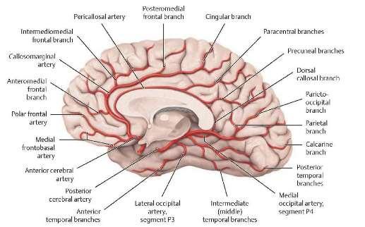 Arteria cerebri anterior (ACA) Agy medialis felszíne a