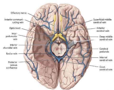 Két anastomosis:trolad (sup) és Labbe (inf) Vénák az alapi felszínen: - vena cerebri media profunda -venae