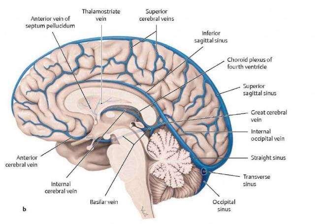 két véna cerebri interna a harmadik kamra tela choroidea-ja fölött és a fornix alatt, hátrafelé a vena cerebri magnába ömlenek a