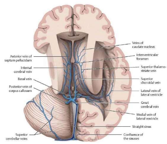 Az agy belső-mély
