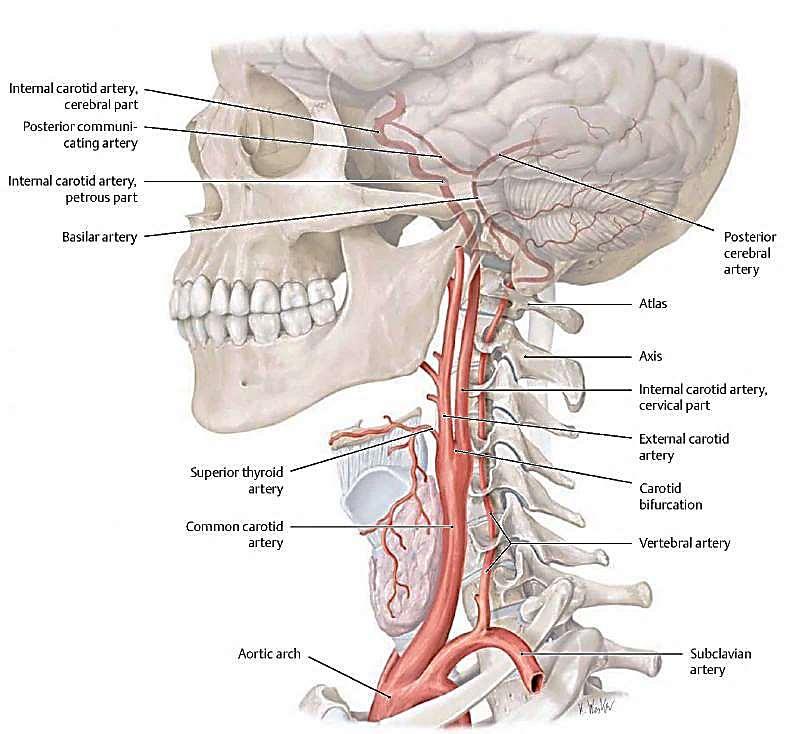 Az agy vérellátását a két arteria carotis interna és a két arteria vertebralis biztosítja (az utóbbi erek az agyalapon az arteria basilarisban egyesülnek.