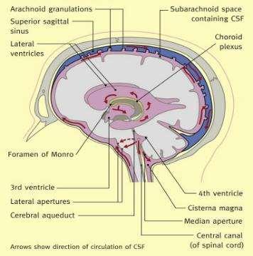 Liquor cerebrospinalis A plexus chorioideus az agykamrákban elhelyezkedő, a központi idegrendszer üregrendszerét bélelő ependymával fedett érfonat.