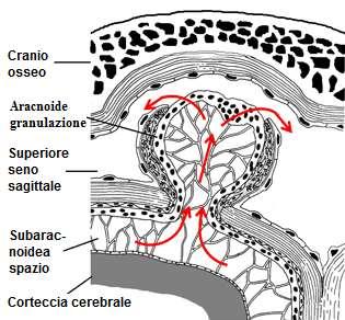 Szerkezetileg minden arachnoidalis boholy a subarachnoidealis tér kitüremkedése, amely átfúrja a dura matert.