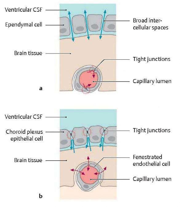 A központi idegrendszer normális működéséhez nagyon stabil, állandó környezetet igényel.