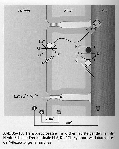 A Na + reabszorpciós folyamat hasonló a proximális tubulusnál leírtakhoz, csak az apikális felszínen más a carrier.
