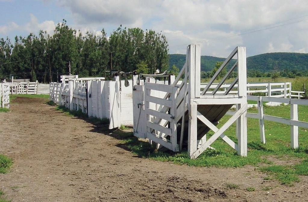A szerfából készült válogató és kezelő folyosó az állomány gondozásának nélkülözhetetlen eszköze A marhákat egész éven át szabadon tartják, zárt istálló nélkül.