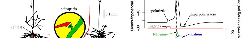 sejtről a másikra közvetlenül kerülhet át, bármelyik irányban. 1. ábra. Az idegsejtek és az akciós potenciál. A) Az ingerület terjedése.
