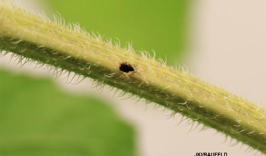 A nőstények petéiket a fiatal növények szárába rakják, melyek belsejében a lárvák fejlődnek.