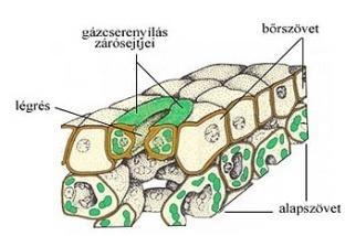 VÍZFELVÉTEL (passzív)