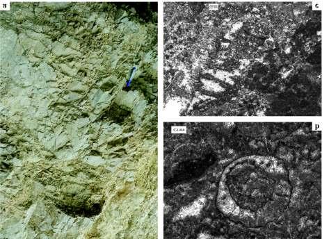 A medence fáciesű rétegsort sekélytengeri dolomit - testek között, erősen tektonizált helyzetben tárja fel a kőfejtő É-i udvara (5.