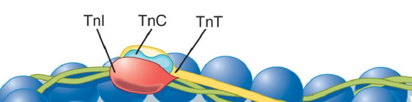 A troponin komplex Minden 7 aktin monomerbıl és egy tropomiozinból álló fehérjekomplexhez egy troponin komplex kapcsolódik.