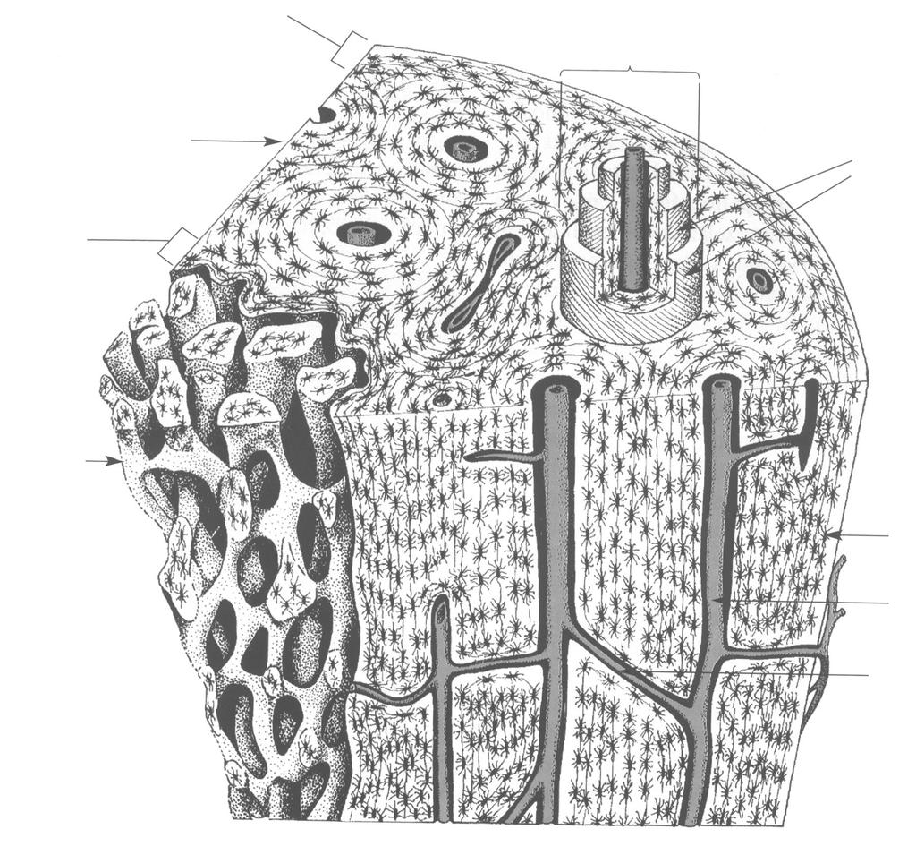 A csontszövet általános felépítése laminae generales externae osteon kompakt állomány laminae