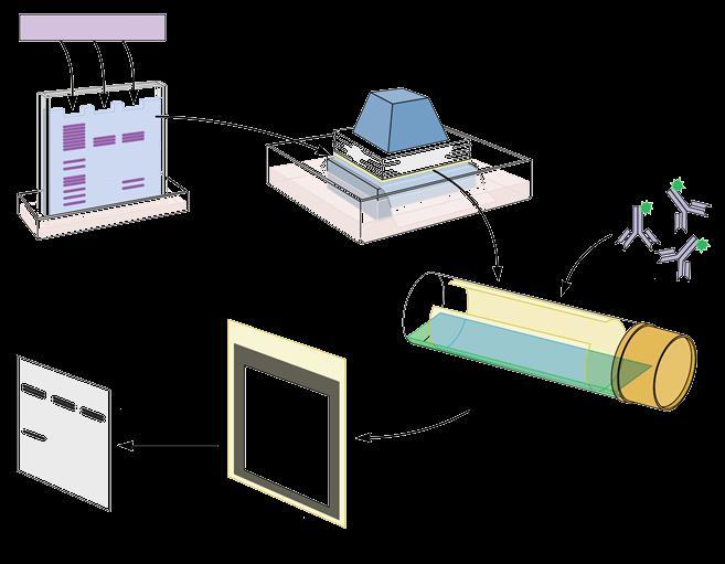 II. WESTERN BLOT EV minta