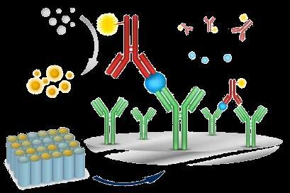 II. PROTEIN MICROARRAY ELISA alapú módszerek