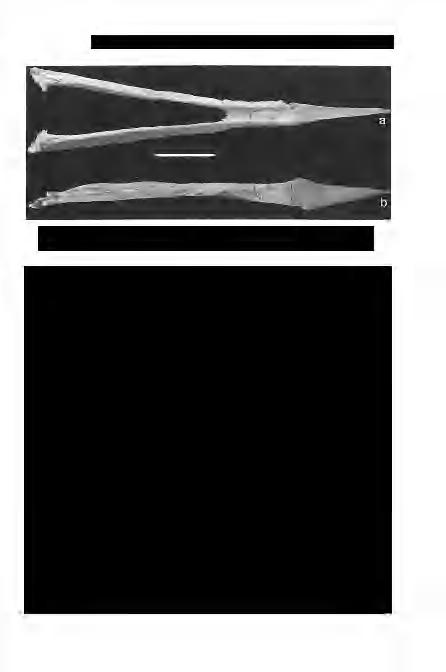 Ős; A. & RABI M.: Késő-kréta kontinentális gerincesfauna a Bakonyból II 515 5. ábra. Bakonydraco galaczi alsó állkapcsa dorzális (a) és laterális (b) nézetben. Méretarány: 5 cm Fig.