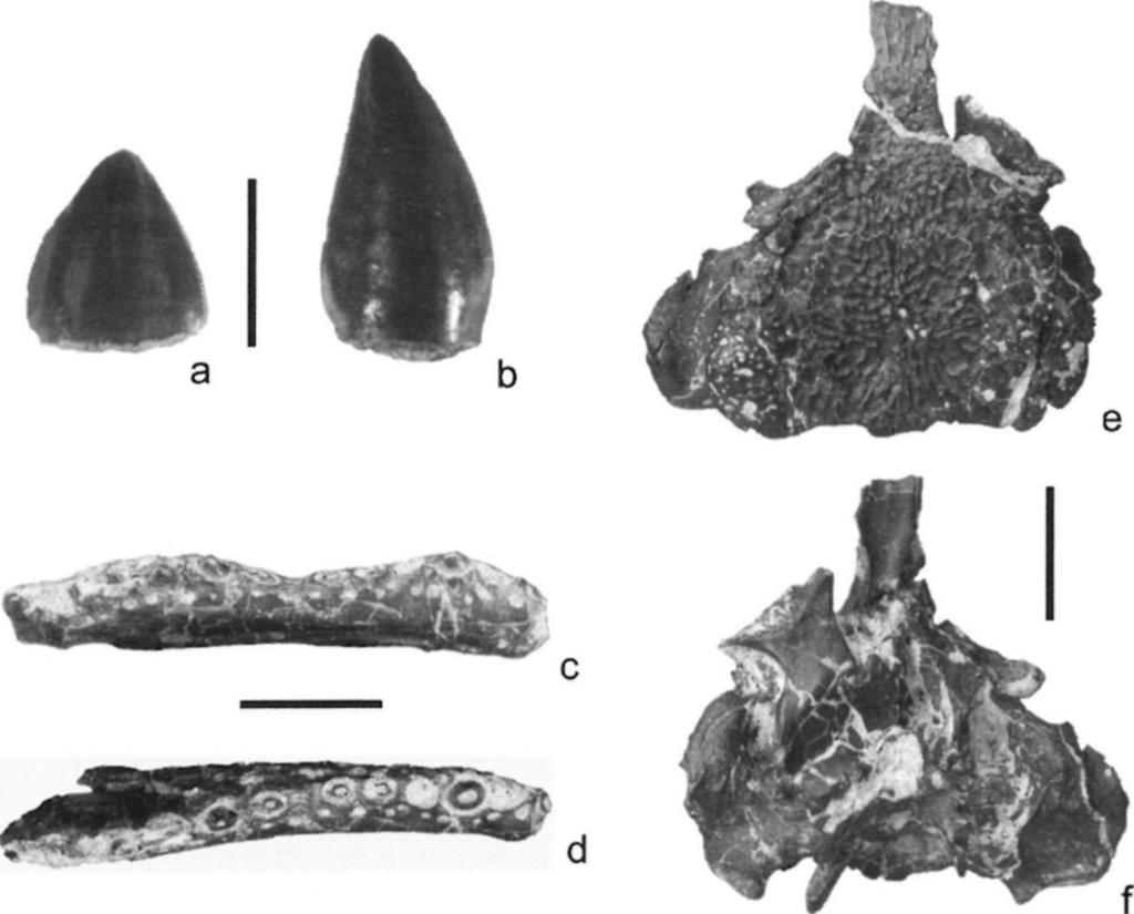 A Doratodon nemzetség izolált, jellegzetes ziphodont fogak alapján mutatható ki a lelőhelyről (2. ábra, a,b- RABI 2005a).