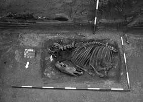 10. kép: Félig földbe mélyített római kori lakógödör (8. lelőhely) Fig. 10: Roman Period semisubterranian dwelling pit (Site No. 8) 11. kép: Bizonytalan korú teljes lócsontváz (8. lelőhely) Fig. 11: Intact horse skeleton of uncertain dating (Site No.