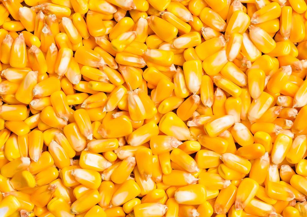 További, kedvezményes áron megvásárolható kukorica hibridjeink ÉRDEKLŐDJÖN TERÜLETI KÉPVISELŐINKNÉL Hibrid FAO Hasznosítás Ajánlott tőszám 1000/ha RONALDINIO 250-300 70-75 SOLFERINO 300-350 68-70