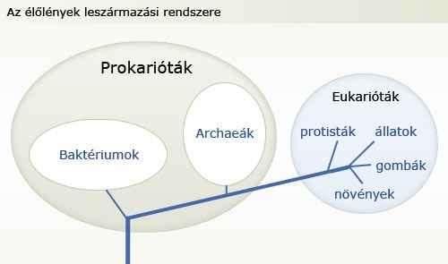 prokarióták 2.