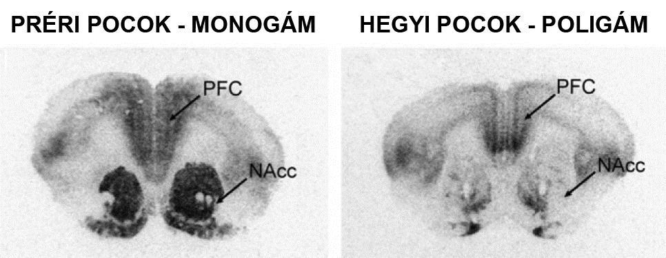 OXYTOCIN RECEPTOR ELOSZLÁS NŐSTÉNY PRÉRI ÉS HEGYI POCOKBAN HIPOTÉZIS: Az oxytocin hozzájárulhat a fajtárs felismerésének, és az általa