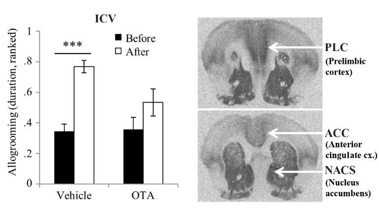 OXYTOCIN ANTAGONISTA (OTA) INTRACEREBRO- VENTRIKULÁRIS (ICV) BEADÁSÁNAK HATÁSA A VIGASZTALÁSI VISELKEDÉSRE, ÉS A