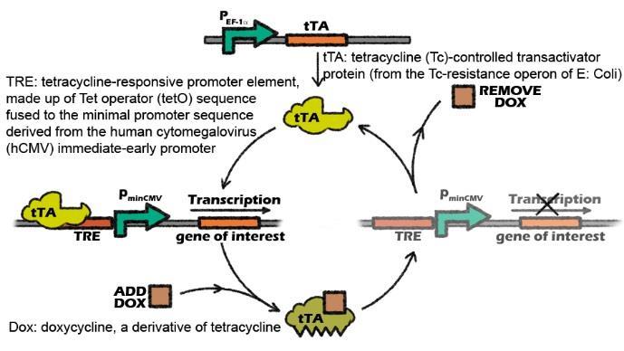 TETRACIKLIN RENDSZERREL SZABÁLYOZOTT GÉNEXPRESSZIÓ TET-OFF rendszer: