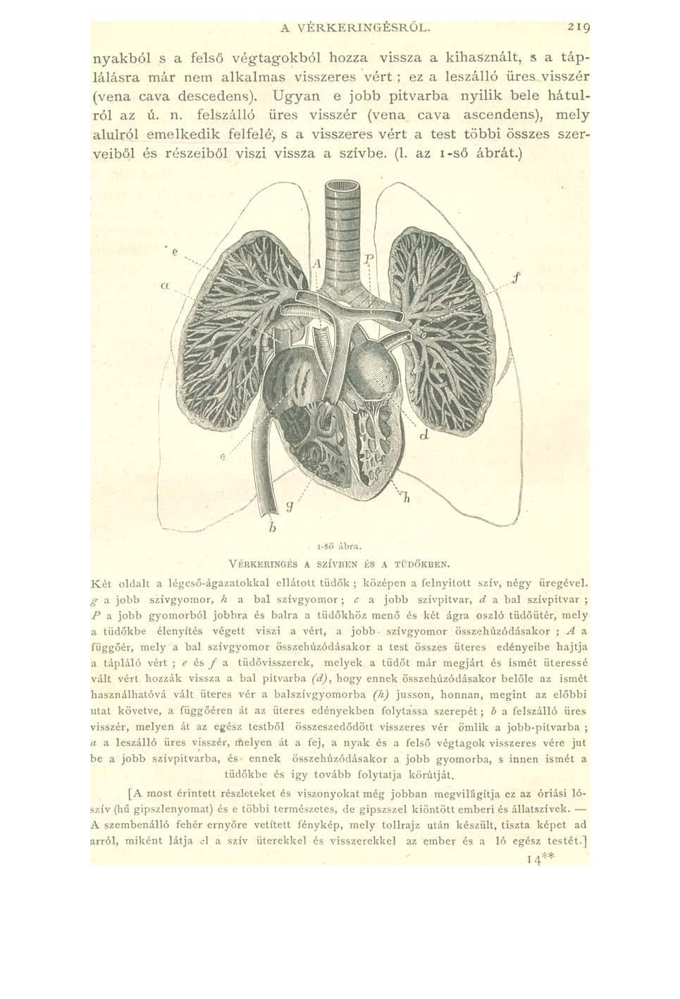 A VÉRKERINGÉSRŐL. nyakból s a felső végtagokból hozza vissza a kihasznált, s a tá p lálásra m ár nem alkalm as visszeres v é r t ; ez a leszálló üres visszér (véna cava descedens).