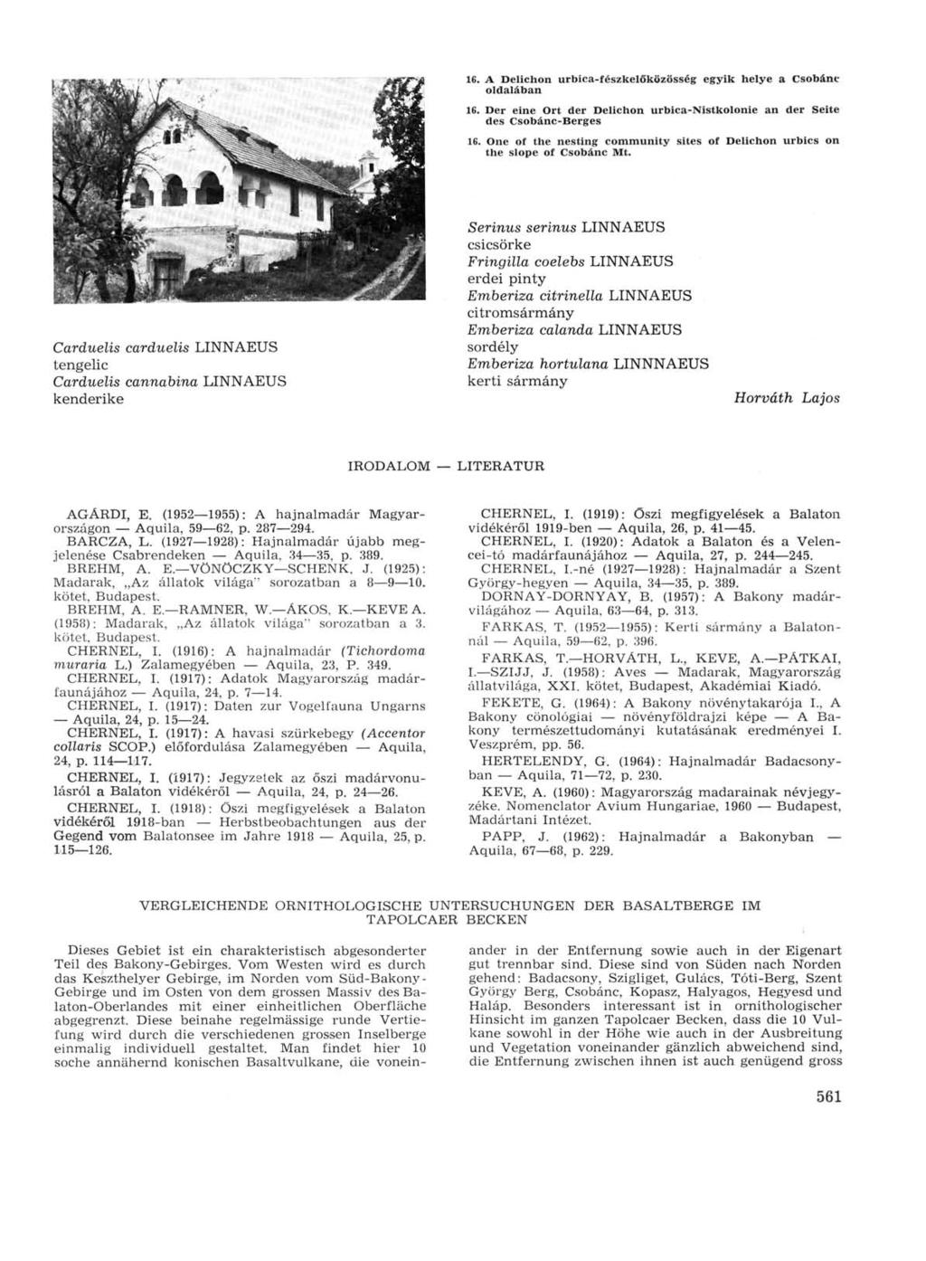 16. A Delichon urbica-fészkelőközösség egyik helye a Csobánc oldalában 16. Der eine Ort der Delichon urbica-nistkolonie an der Seite des Csobánc-Berges 16.