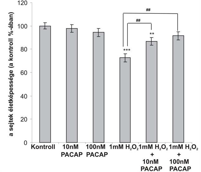 6.A ábra PACAP KO vesesejtek túlélése 2 órás H 2 O 2 -kezelés esetén a kontroll sejtek túléléséhez viszonyítva