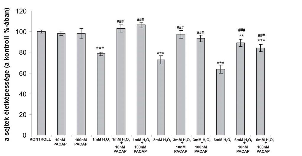 14. ábra PACAP-kezelés hatása a vesesejtek túlélésére 2 órás H 2 O 2 -kezelés