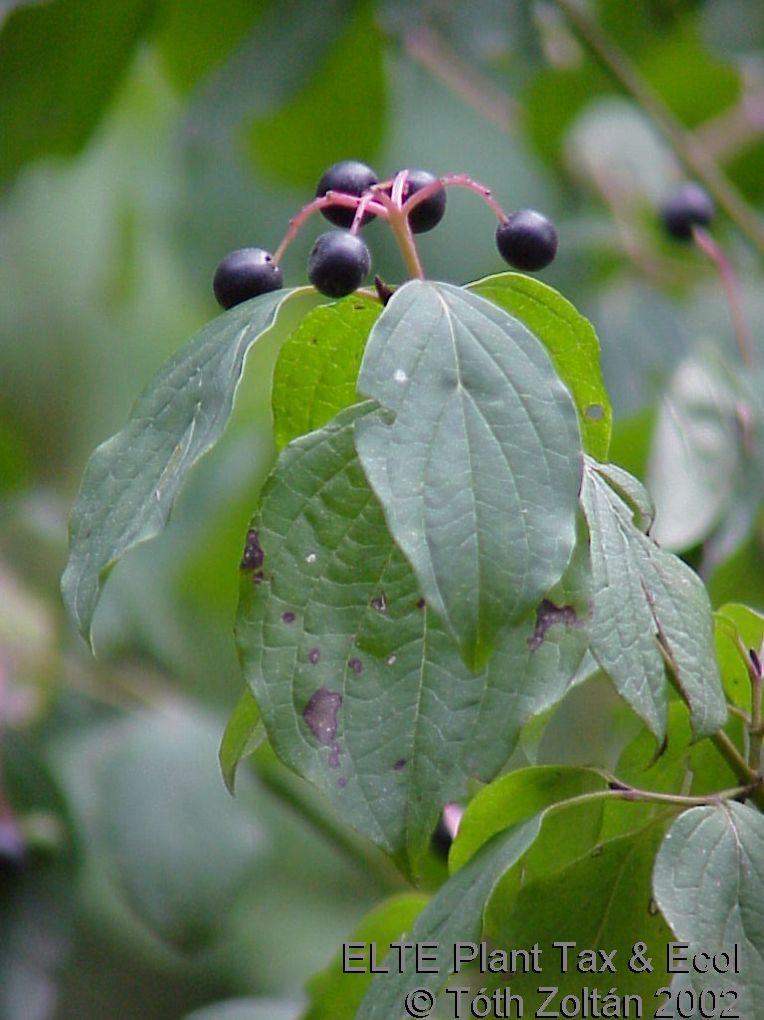 Cornus