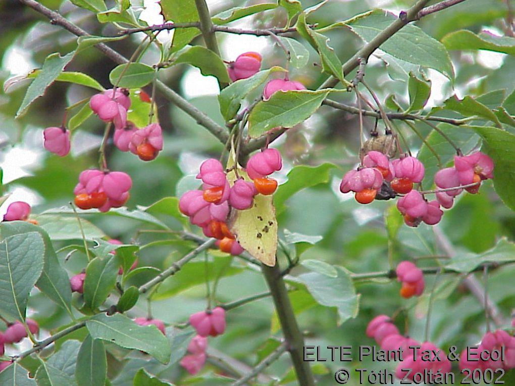 Euonymus