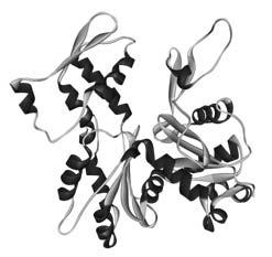 nukleotid (ATP vagy ADP) Szubdomének (4) 4 Aktin monomer nukleotid 2 Polimerizá Alegységek összeállásának folyamata A polimerizá fázisai: 1. Lag fázis: nukleá 2.