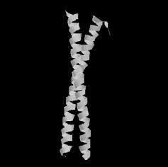 (60-130kDa) ibrózus monomer (nem globuláris, mint az aktin vagy tubulin) Az intermedier filamentum alegysége: coiled-coil dimer Intermedier