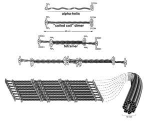 kölcsönhatása -> colied-coil dimer 2 dimer -> tetramer (antiparallel elrendezôdés, szerkezeti apolaritás) protofilamentum Tetramerek longitudinális