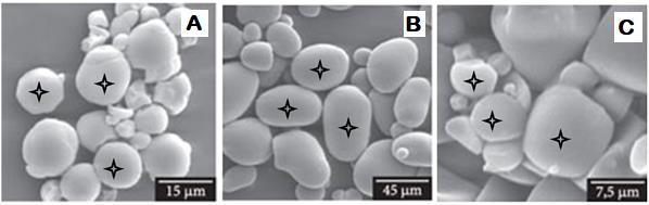 Az alábbi három képen különböző növények keményítőszemcséiről készített scanning (térhatású) elektronmikroszkópos képet lát.