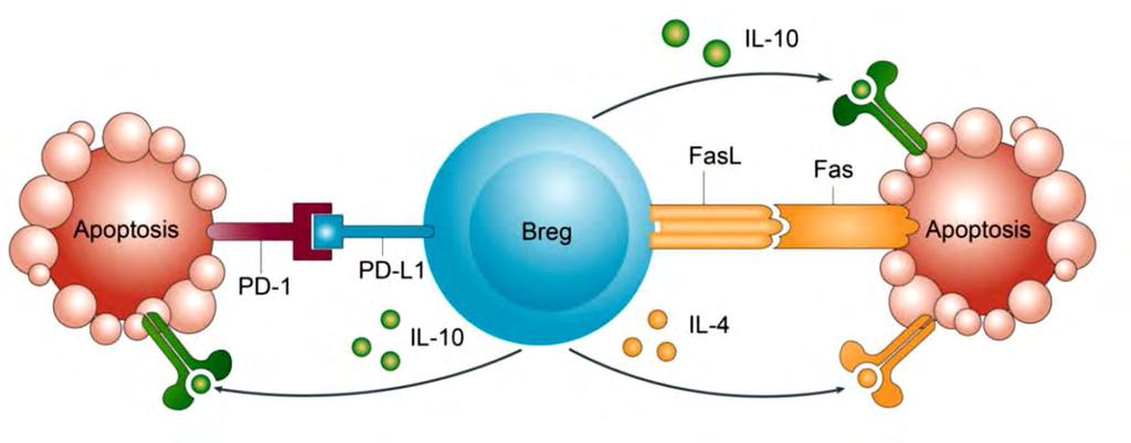 PDL1 and FasL expressed on the surface of Bregs induce Tcell apoptosis