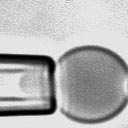 Előzmények 49 ligand receptor K v 2.2. ábra. Fent: A molekuláris kötések vizsgálatára használt dinamikus erőspektroszkópia egy kísérleti megvalósítása mikropipettákkal.