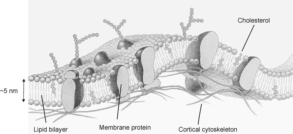 Előzmények 65 3.2. ábra. A biológiai membránokat alkotó lipid kettősréteg szerkezete, benne néhány membránfehérjével.