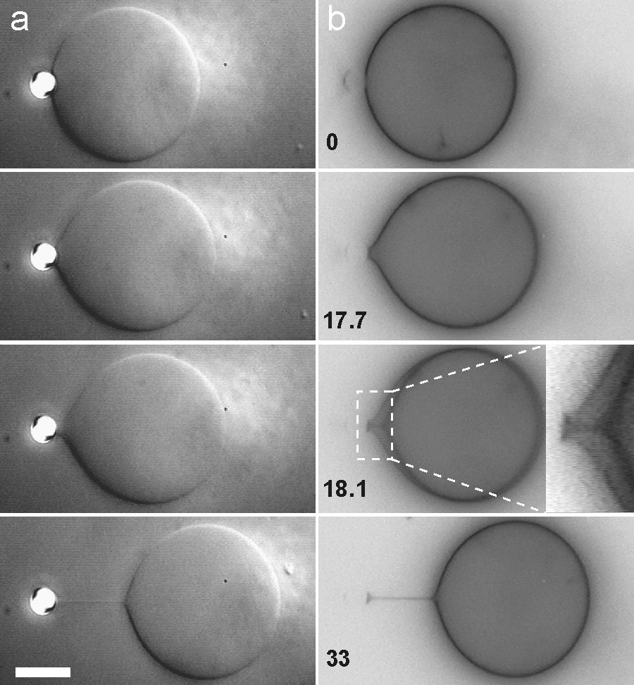 78 3. fejezet: Membrán nanocsövek 3.2. Csőhúzás nagyobb felületen [T17] M. Dogterom csoportjában membráncsövek húzásával kapcsolatban végeztek kísérleteket.