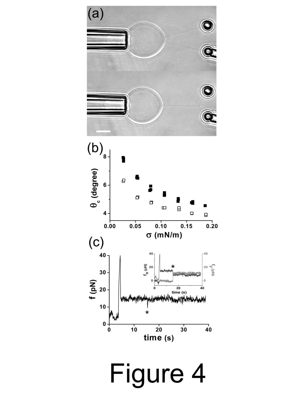 3.3. Csövek összeolvadása [T15, T18] 83 3.13. ábra. Két membrán nanocső összeolvadását megelőző és azt követő videokép.