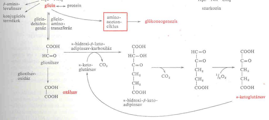 A piruvát csoport: Gly, Ser, Ala,