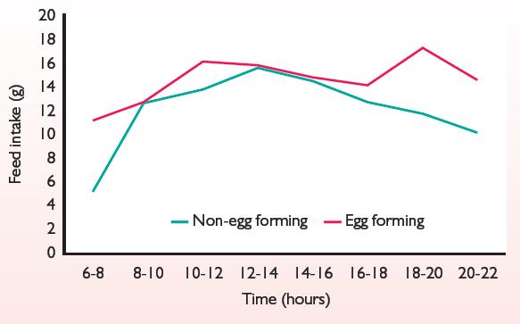 Takarmányfelvétel (g) Tojótyúkok takarmányfelvétele fény 1. max (+4-6 óra) 2.