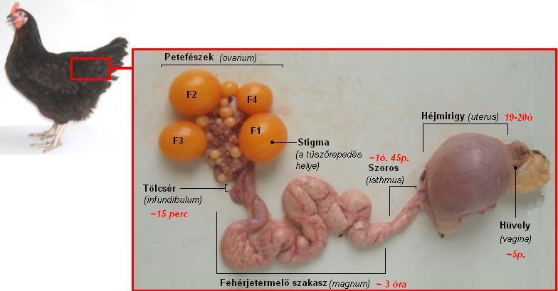 A tojótyúk