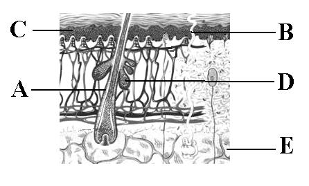 35. Az emberi bőr felépítése és jellemzői (E) Tanulmányozd az ábrát, majd töltsd ki a táblázatot!
