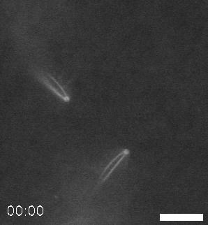 Biomimetikus modell rendszerek