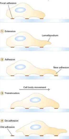 A sejtmozgás főbb lépései 0. Stimulus - polarizáció kemoatraktáns, szubsztrát, szomszédos sejt 1. Protrúzió kitüremkedés lamellipodium képződés 2.