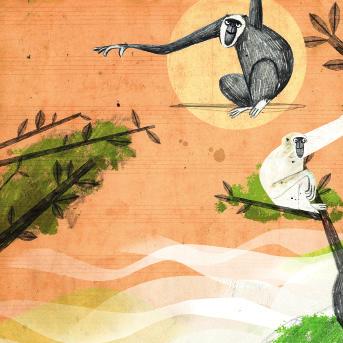 GIBBONOK A gibbonok vékony, farok nélküli, hoszszú karú emberszabású majmok. Akrobataként mozognak a fák koronáiban, itt esznek, játszanak, alszanak, és igen, énekelnek!